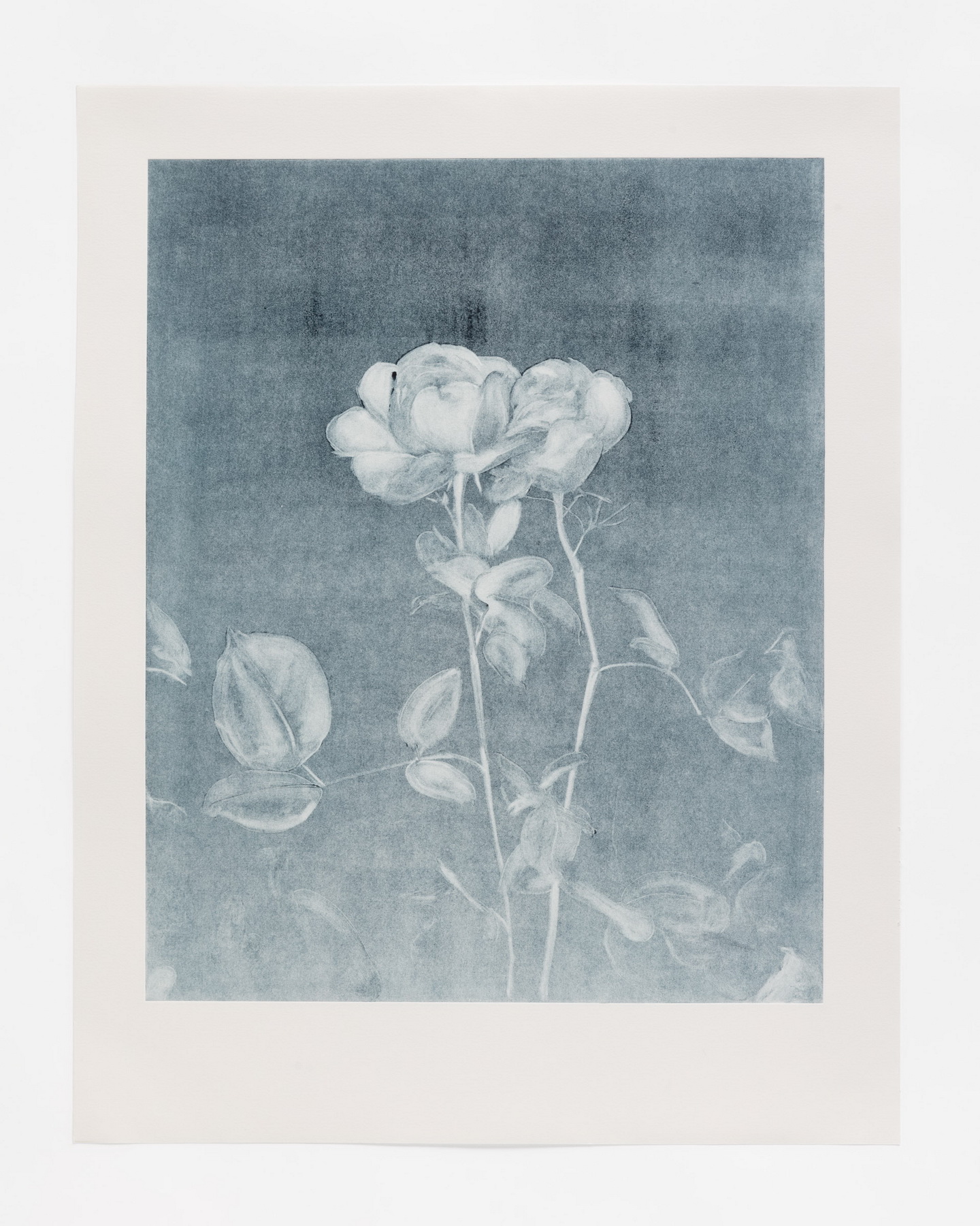 Rose Study 4