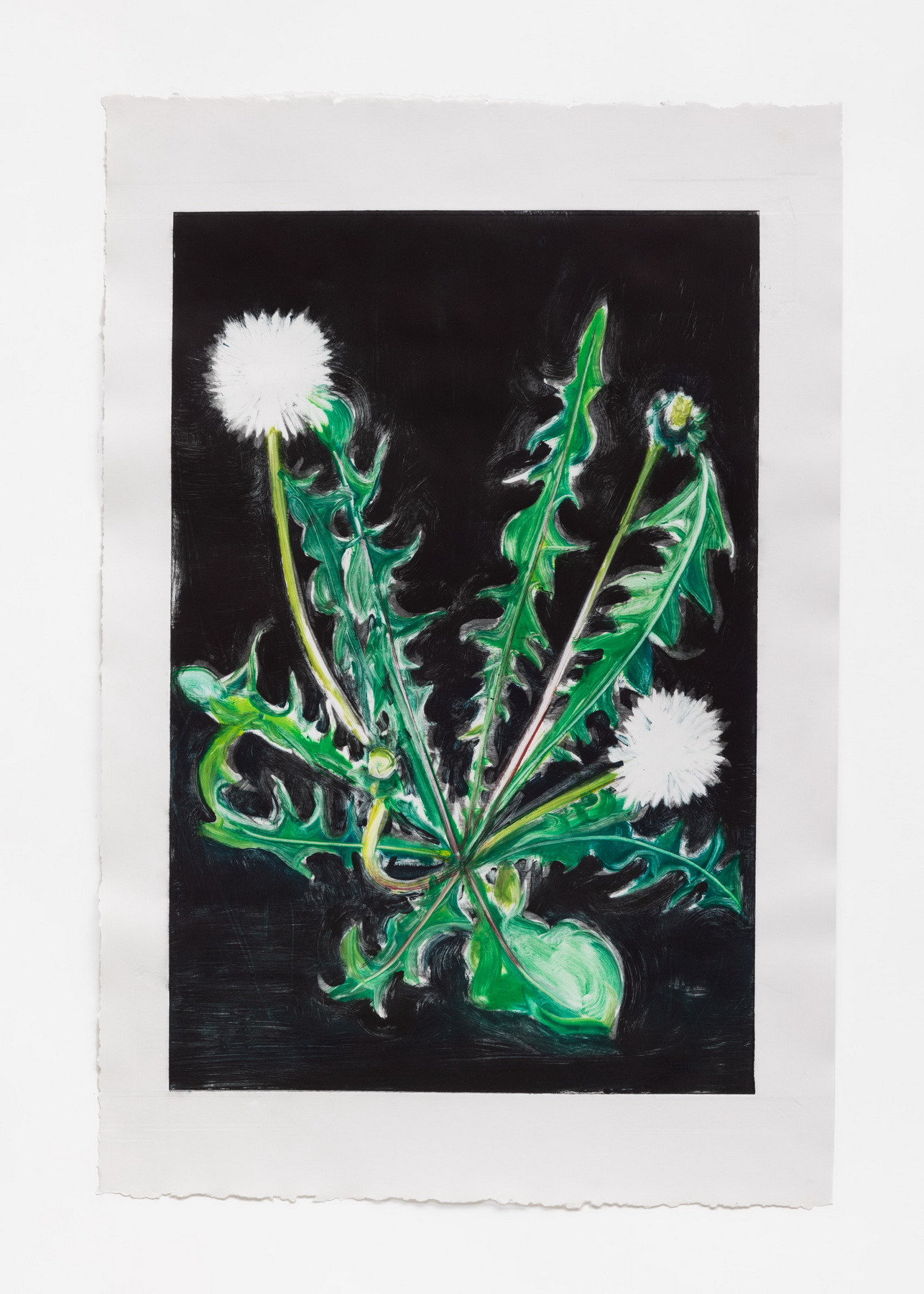 Colour Dandelion Study