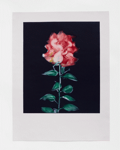 Monotype