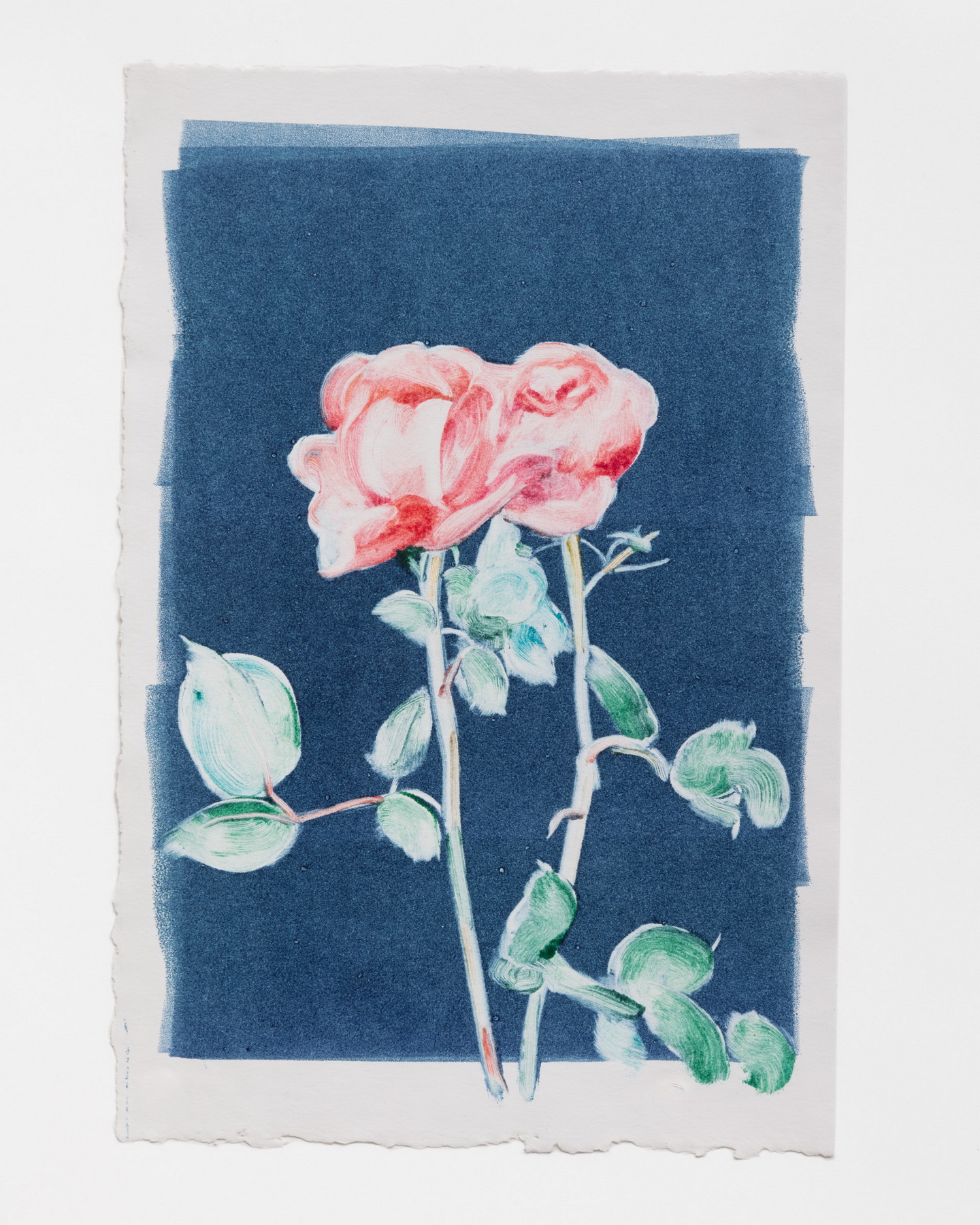 Colour Rose Study 1 Ghost