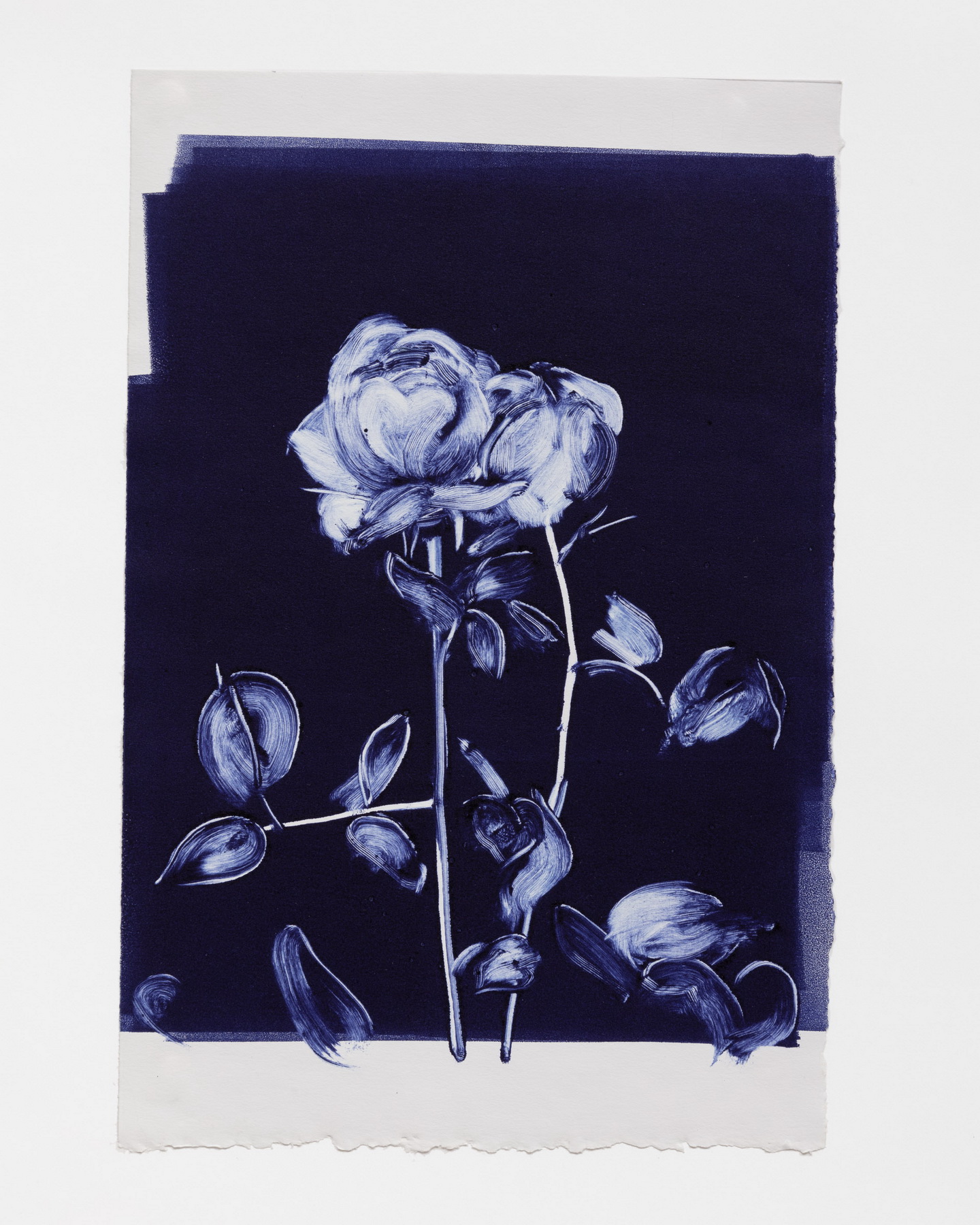 Rose Study 1