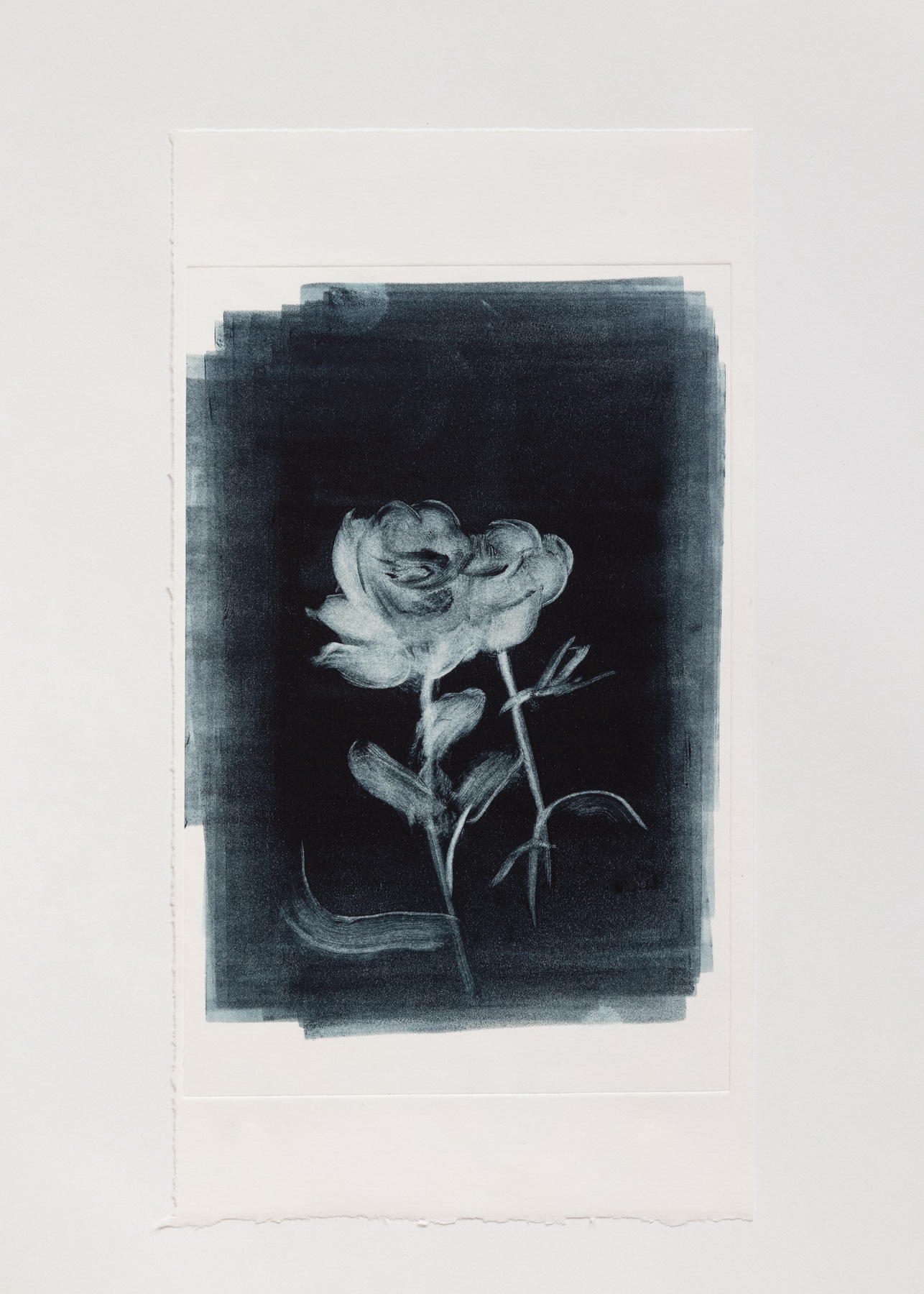 Rose Study 2